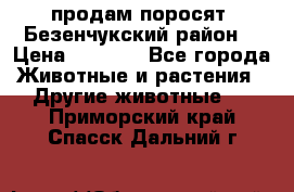 продам поросят .Безенчукский район  › Цена ­ 2 500 - Все города Животные и растения » Другие животные   . Приморский край,Спасск-Дальний г.